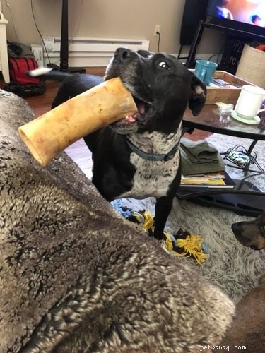17 Dogs Mastering the Art of Carrying Massive Objects