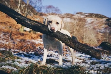 17 Dogs Mastering the Art of Carrying Massive Objects