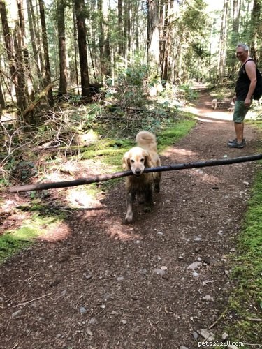 17 Dogs Mastering the Art of Carrying Massive Objects