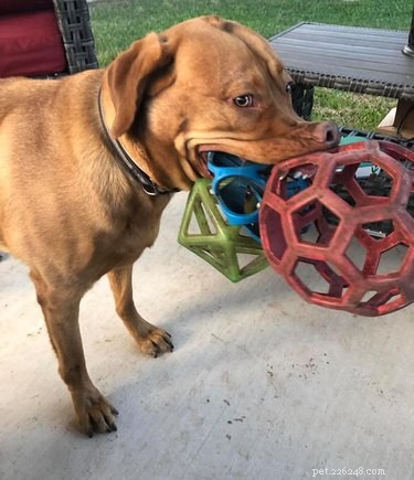 17 Dogs Mastering the Art of Carrying Massive Objects