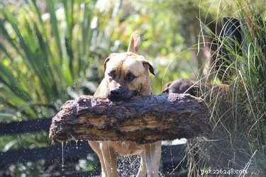 17 Dogs Mastering the Art of Carrying Massive Objects