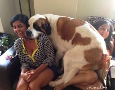 18 Large Dogs Who Still Love Lap Cuddles