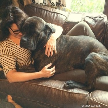 18 Large Dogs Who Still Love Lap Cuddles