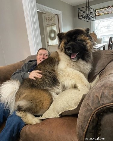 18 Large Dogs Who Still Love Lap Cuddles