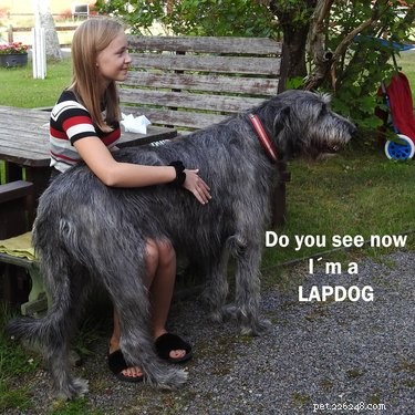 18 Large Dogs Who Still Love Lap Cuddles