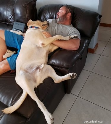 18 Large Dogs Who Still Love Lap Cuddles