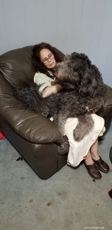 18 Large Dogs Who Still Love Lap Cuddles