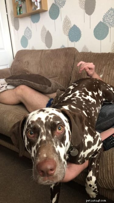 18 Large Dogs Who Still Love Lap Cuddles
