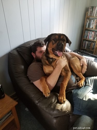 18 Large Dogs Who Still Love Lap Cuddles