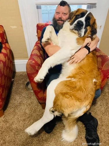 18 Large Dogs Who Still Love Lap Cuddles