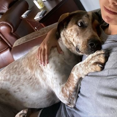 18 Large Dogs Who Still Love Lap Cuddles