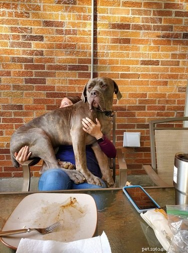 18 Large Dogs Who Still Love Lap Cuddles