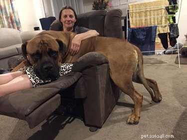 18 Large Dogs Who Still Love Lap Cuddles