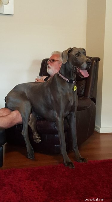 18 Large Dogs Who Still Love Lap Cuddles
