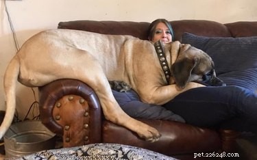 18 Large Dogs Who Still Love Lap Cuddles