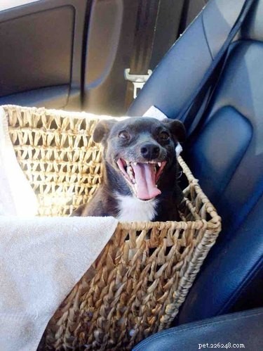 18 Adopting Dogs Reunited with Their Forever Homes