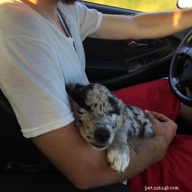 18 Adopting Dogs Reunited with Their Forever Homes