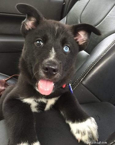 18 Adopting Dogs Reunited with Their Forever Homes
