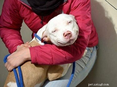 18 Adopting Dogs Reunited with Their Forever Homes