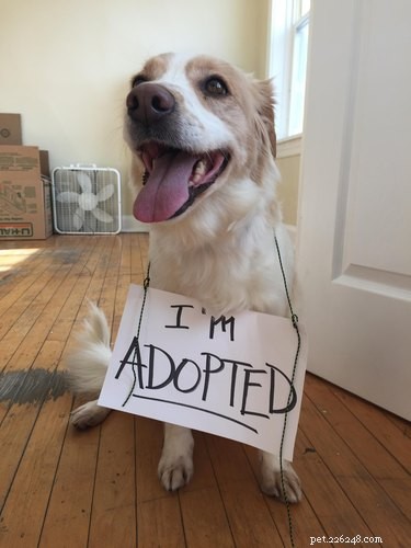 18 Adopting Dogs Reunited with Their Forever Homes