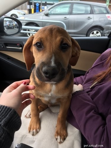 18 Adopting Dogs Reunited with Their Forever Homes