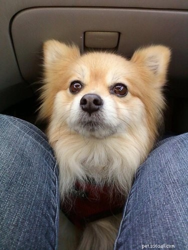 18 Adopting Dogs Reunited with Their Forever Homes
