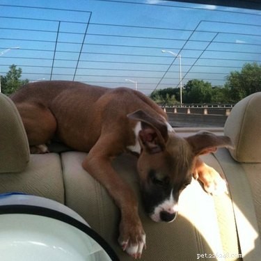 18 Adopting Dogs Reunited with Their Forever Homes