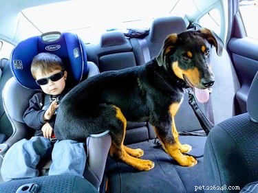 18 Adopting Dogs Reunited with Their Forever Homes