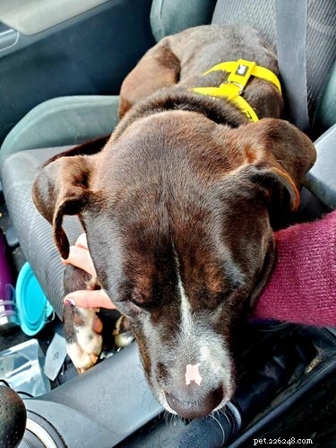 18 Adopting Dogs Reunited with Their Forever Homes