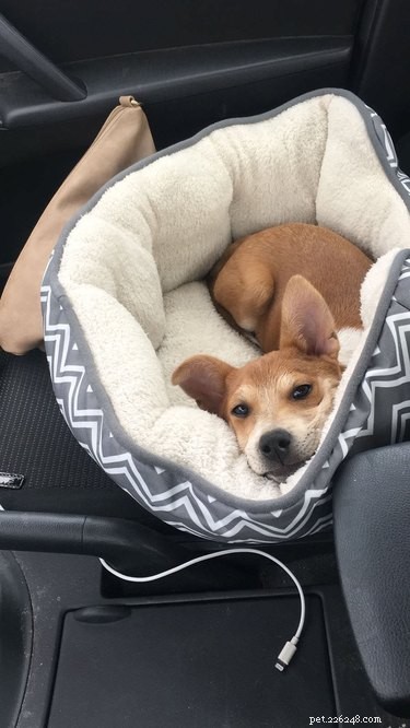 18 Adopting Dogs Reunited with Their Forever Homes