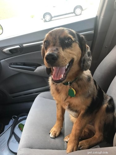 18 Adopting Dogs Reunited with Their Forever Homes