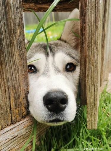 26 Adorable Dogs Eagerly Waiting for You Through the Fence