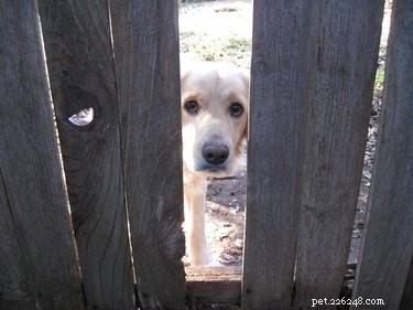 26 Adorable Dogs Eagerly Waiting for You Through the Fence