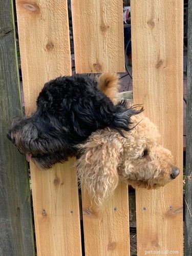 26 Adorable Dogs Eagerly Waiting for You Through the Fence