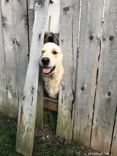 26 Adorable Dogs Eagerly Waiting for You Through the Fence