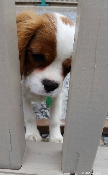 26 Adorable Dogs Eagerly Waiting for You Through the Fence