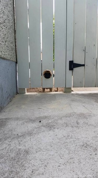 26 Adorable Dogs Eagerly Waiting for You Through the Fence