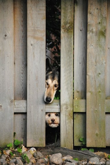26 Adorable Dogs Eagerly Waiting for You Through the Fence