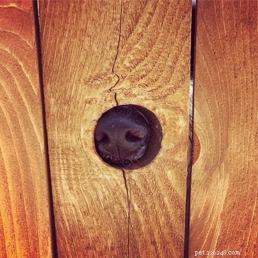 26 Adorable Dogs Eagerly Waiting for You Through the Fence