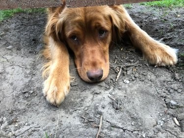 26 Adorable Dogs Eagerly Waiting for You Through the Fence