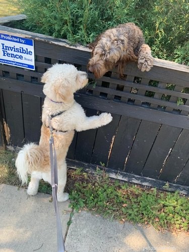 26 Adorable Dogs Eagerly Waiting for You Through the Fence