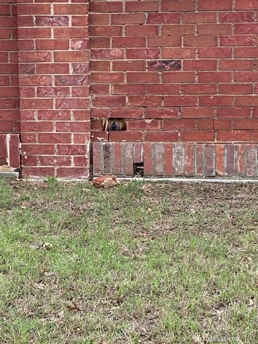 26 Adorable Dogs Eagerly Waiting for You Through the Fence