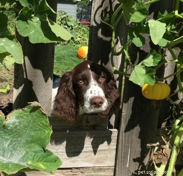 26 Adorable Dogs Eagerly Waiting for You Through the Fence