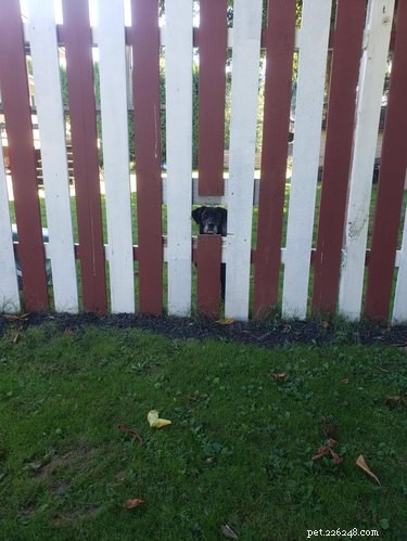 26 Adorable Dogs Eagerly Waiting for You Through the Fence