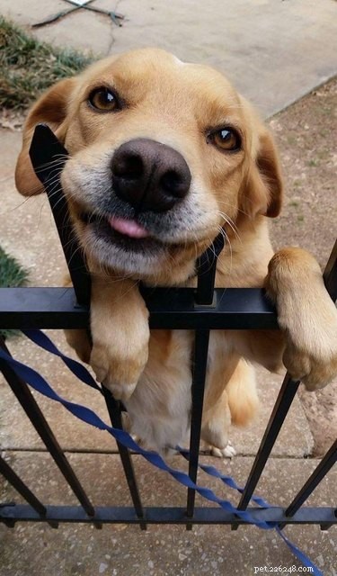 26 Adorable Dogs Eagerly Waiting for You Through the Fence