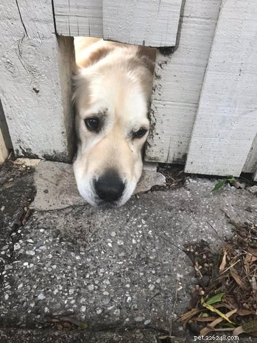 26 Adorable Dogs Eagerly Waiting for You Through the Fence