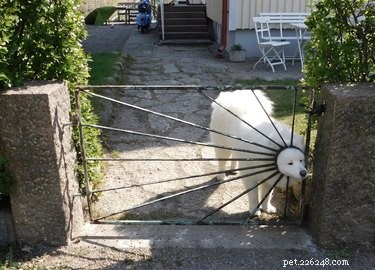 26 Adorable Dogs Eagerly Waiting for You Through the Fence
