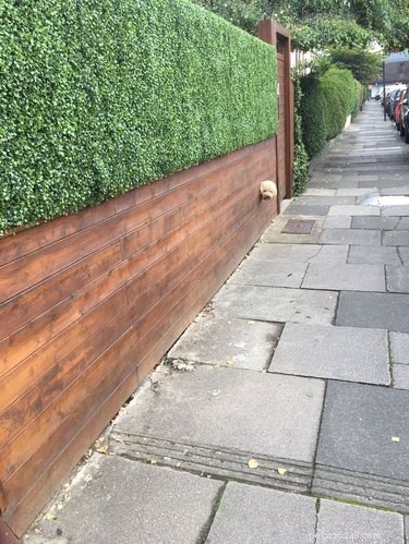 26 Adorable Dogs Eagerly Waiting for You Through the Fence