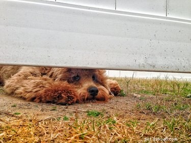 26 Adorable Dogs Eagerly Waiting for You Through the Fence