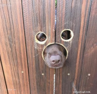26 Adorable Dogs Eagerly Waiting for You Through the Fence